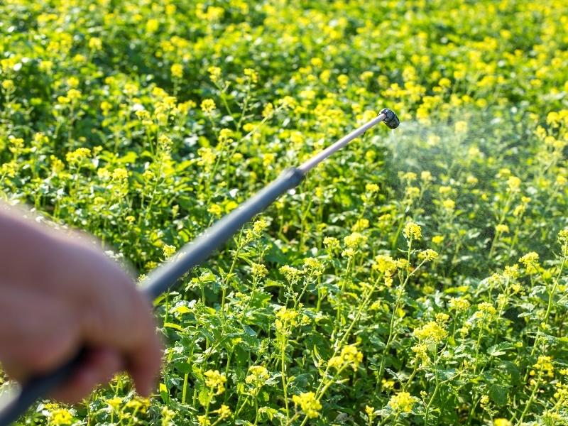 Nhà nông nên biết: Các loại thuốc trừ cỏ cho rau màu và cách sử dụng mang lại hiệu quả cao